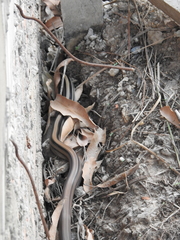 Coelognathus radiatus