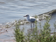 Chroicocephalus ridibundus