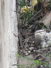 Coelognathus radiatus