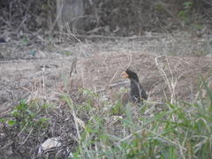 Acridotheres grandis