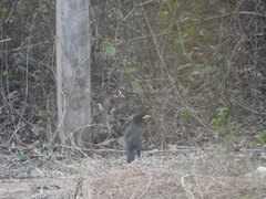 Acridotheres grandis