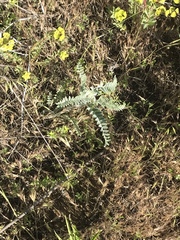 Astragalus brauntonii