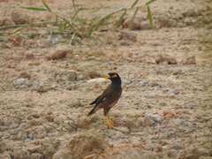 Acridotheres tristis