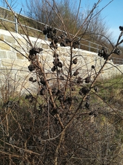 Eriosoma lanuginosum