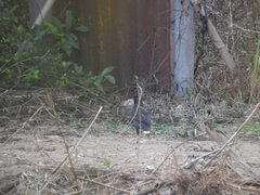 Acridotheres grandis