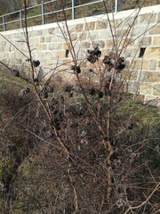 Eriosoma lanuginosum