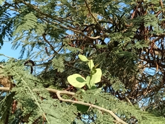 Struthanthus interruptus