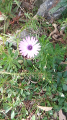 Asteraceae