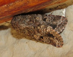 Spodoptera triturata