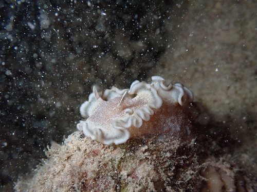 Glossodoris hikuerensis