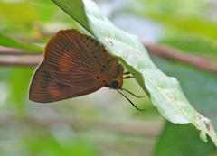 Bibasis harisa harisa