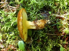 Suillus glandulosus