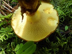Suillus glandulosus