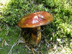 Suillus glandulosus