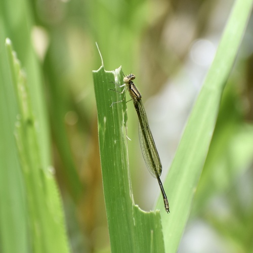 Antillean Bluet