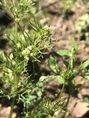 Apiastrum angustifolium