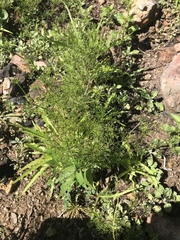 Apiastrum angustifolium