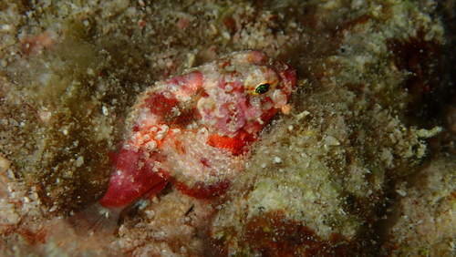 Coral Scorpionfish (Scorpaena albifimbria) — Scorpaenidae — 4