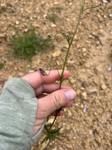 Neogaerrhinum strictum, photograph 2