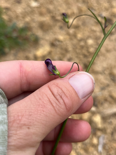 Neogaerrhinum strictum