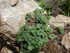 Urtica chamaedryoides