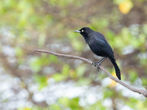 Carib Grackle