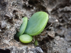 Kalanchoe garambiensis