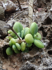 Kalanchoe garambiensis