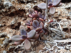 Kalanchoe garambiensis