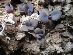 Kalanchoe garambiensis