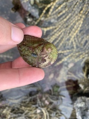 Haliotis coccoradiata