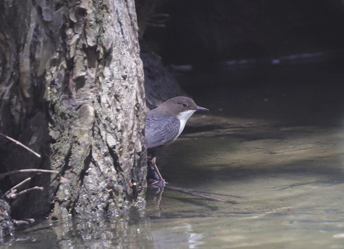 White-throated Dipper