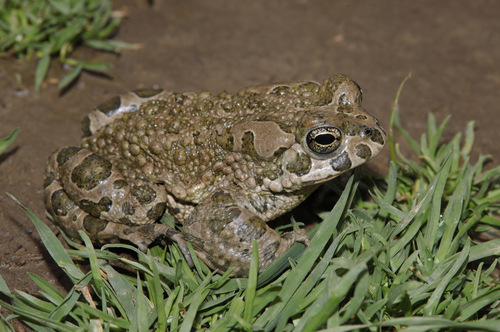 Green Toad