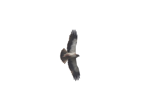Booted Eagle