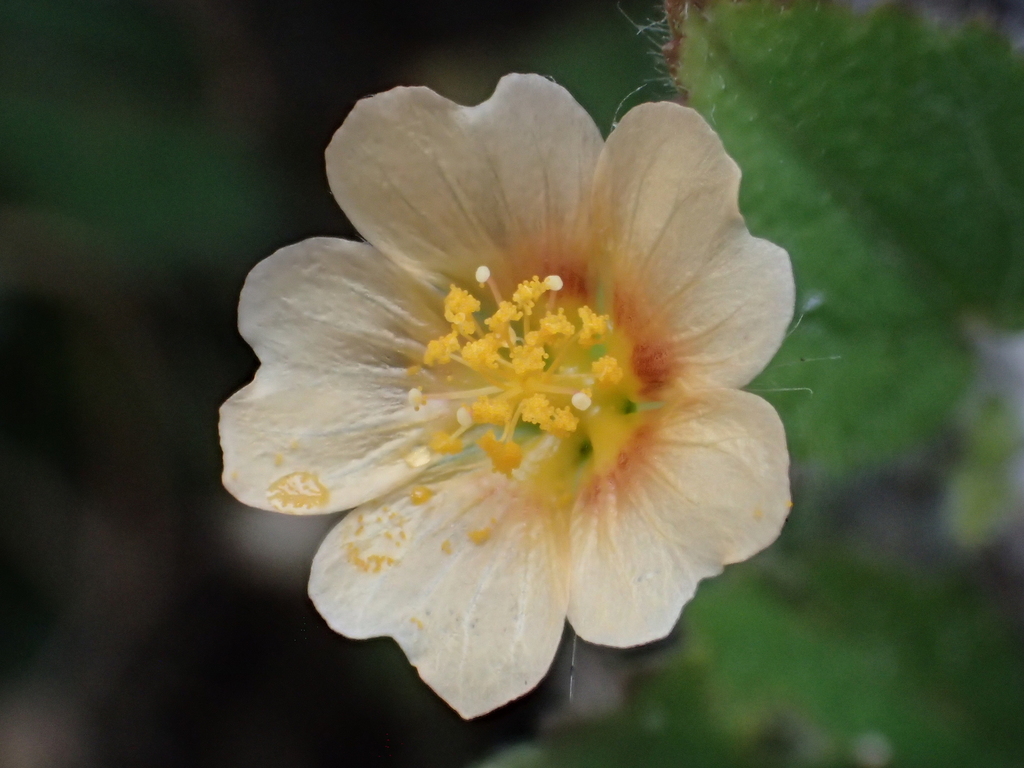 Sida cordata (Sida cordata)