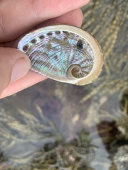 Haliotis coccoradiata