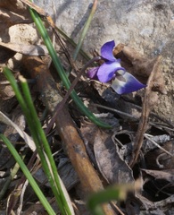 Viola alba dehnhardtii