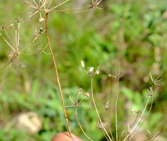 Glia prolifera