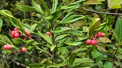 Ardisia crispa