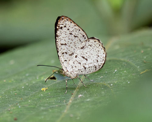 Allotinus bidiensis