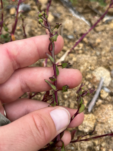 Brewer's redmaids (Calandrinia breweri)