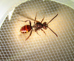 Nomada maculata