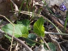 Viola alba dehnhardtii