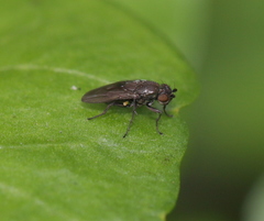 Scatella
