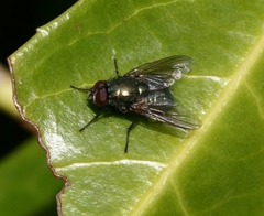 Eudasyphora cyanella
