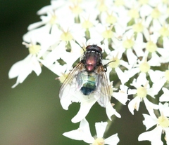 Eudasyphora cyanella