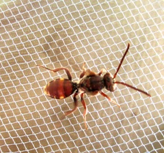 Nomada maculata