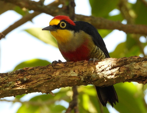 Yellow-fronted Woodpecker