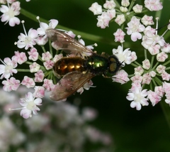 Chloromyia formosa