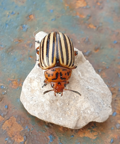 Colorado Potato Beetle